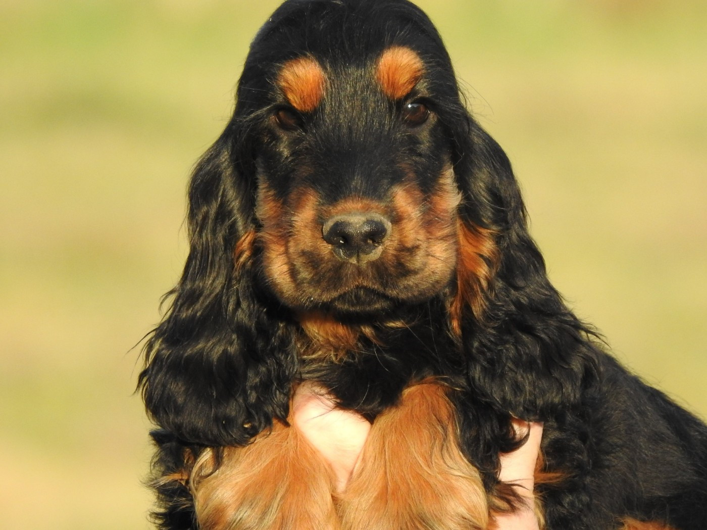 Du Clos De La Majesty - Chiots disponibles - Cocker Spaniel Anglais