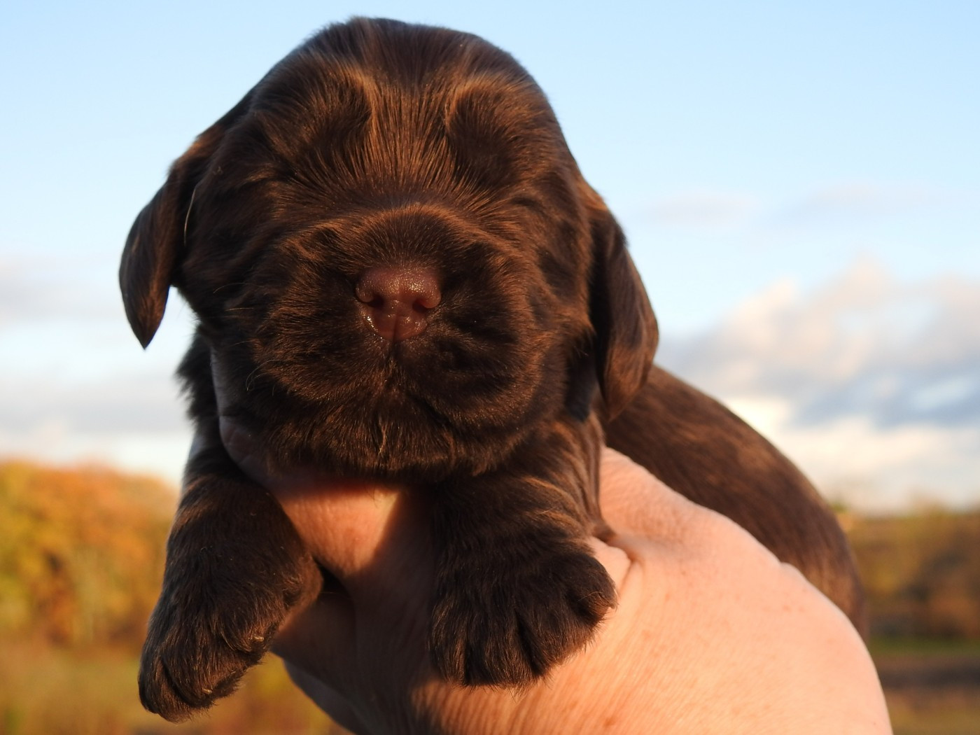 Du Clos De La Majesty - Chiots disponibles - Cocker Spaniel Anglais
