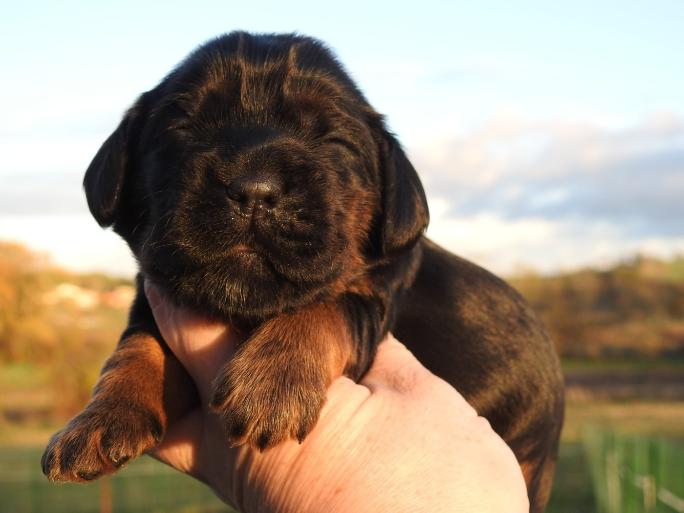 Du Clos De La Majesty - Chiots disponibles - Cocker Spaniel Anglais