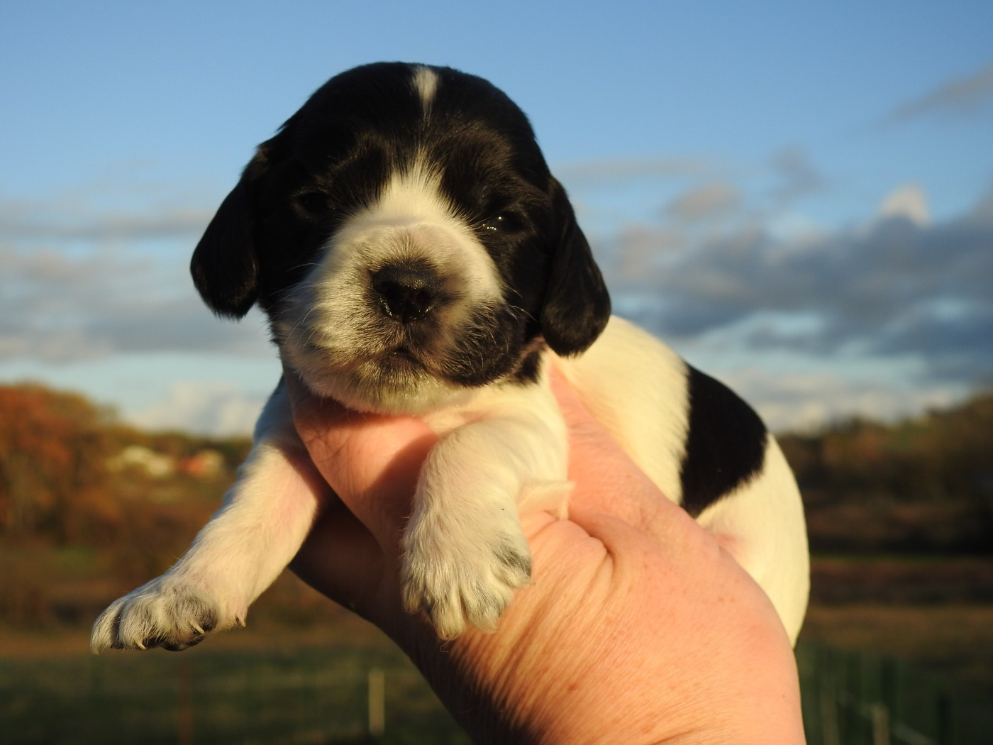 Du Clos De La Majesty - Chiots disponibles - Cocker Spaniel Anglais