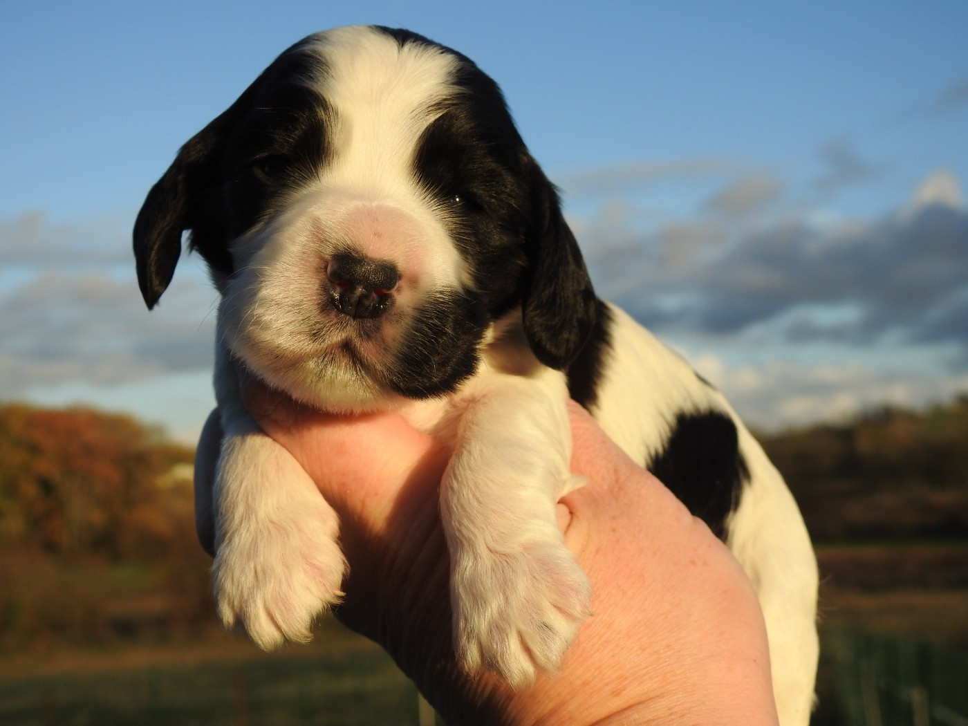 Du Clos De La Majesty - Chiots disponibles - Cocker Spaniel Anglais