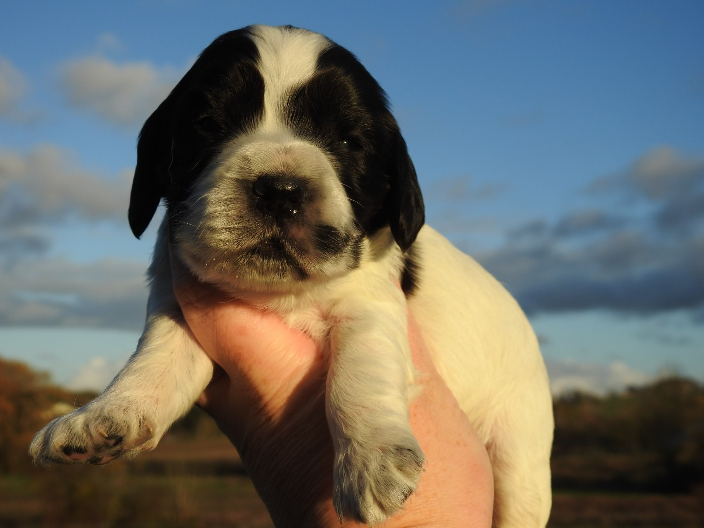 Du Clos De La Majesty - Chiots disponibles - Cocker Spaniel Anglais