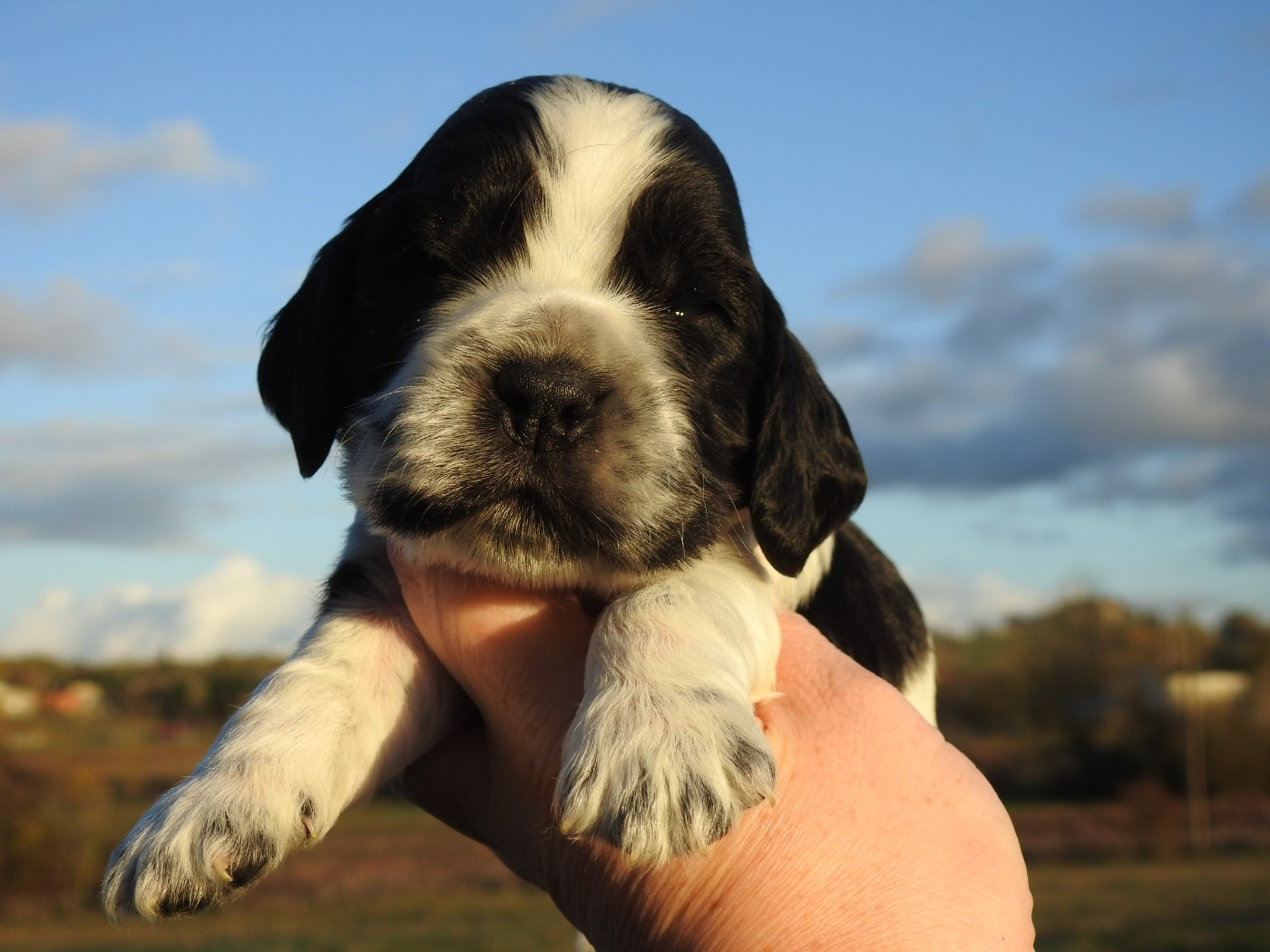 Du Clos De La Majesty - Chiots disponibles - Cocker Spaniel Anglais
