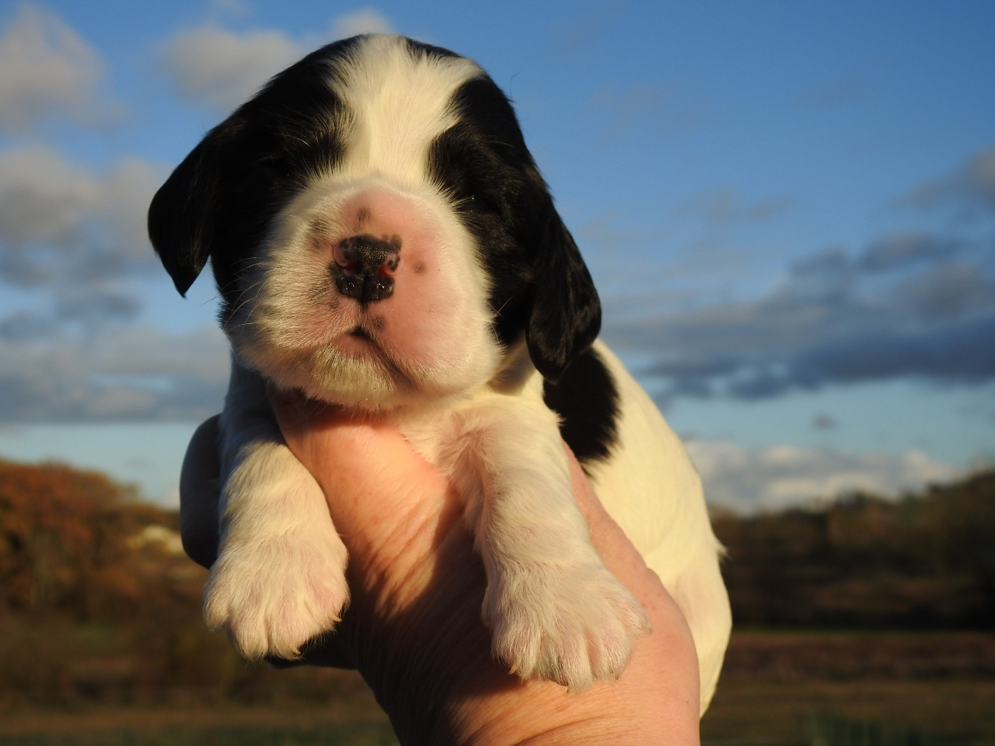 Chiot Cocker Spaniel Anglais Du Clos De La Majesty