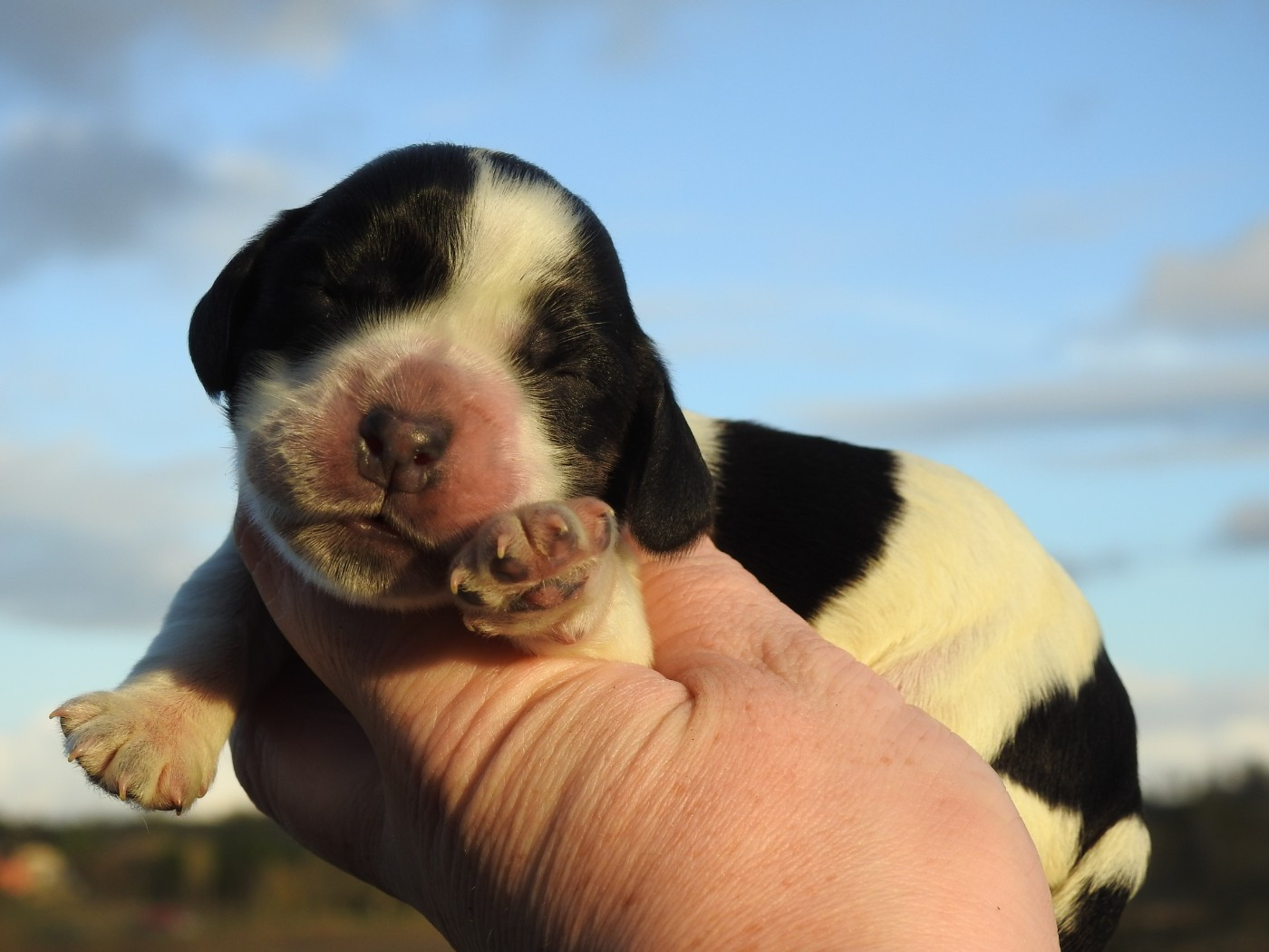 Du Clos De La Majesty - Chiots disponibles - Cocker Spaniel Anglais