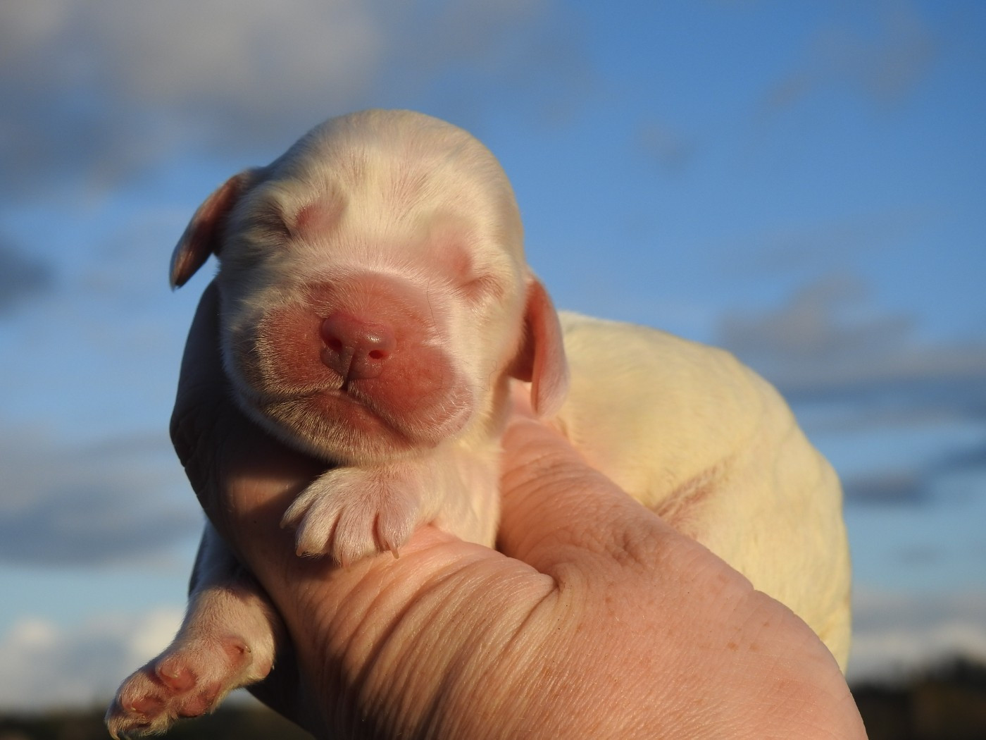 Du Clos De La Majesty - Chiots disponibles - Cocker Spaniel Anglais