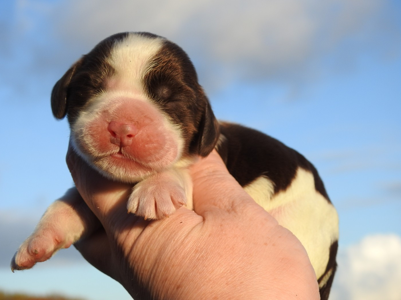 Du Clos De La Majesty - Chiots disponibles - Cocker Spaniel Anglais