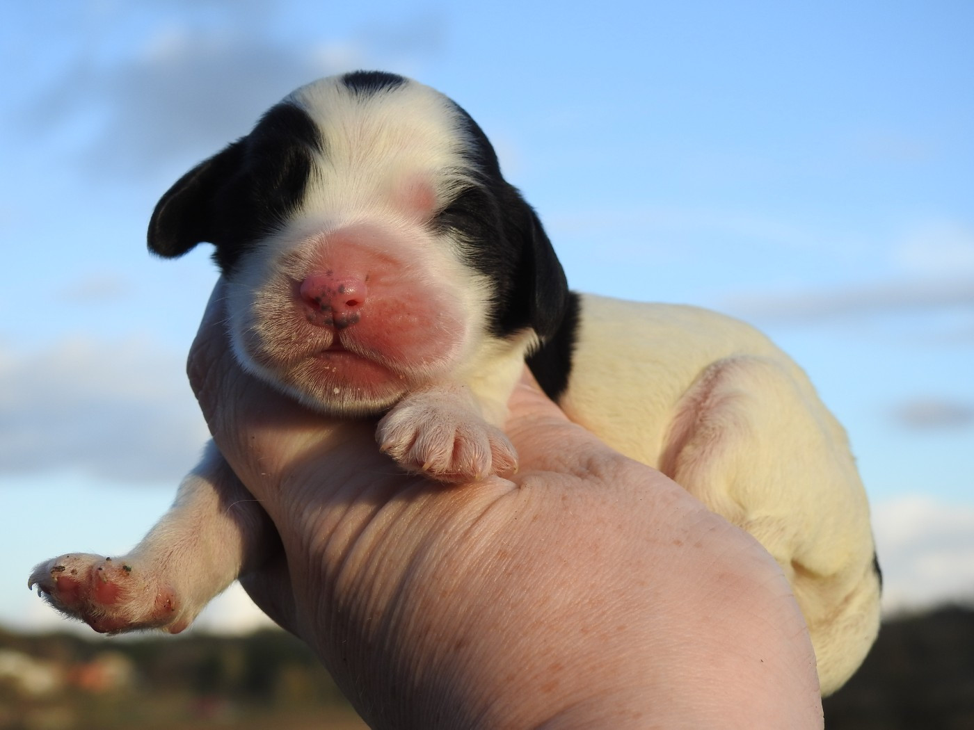 Du Clos De La Majesty - Chiots disponibles - Cocker Spaniel Anglais