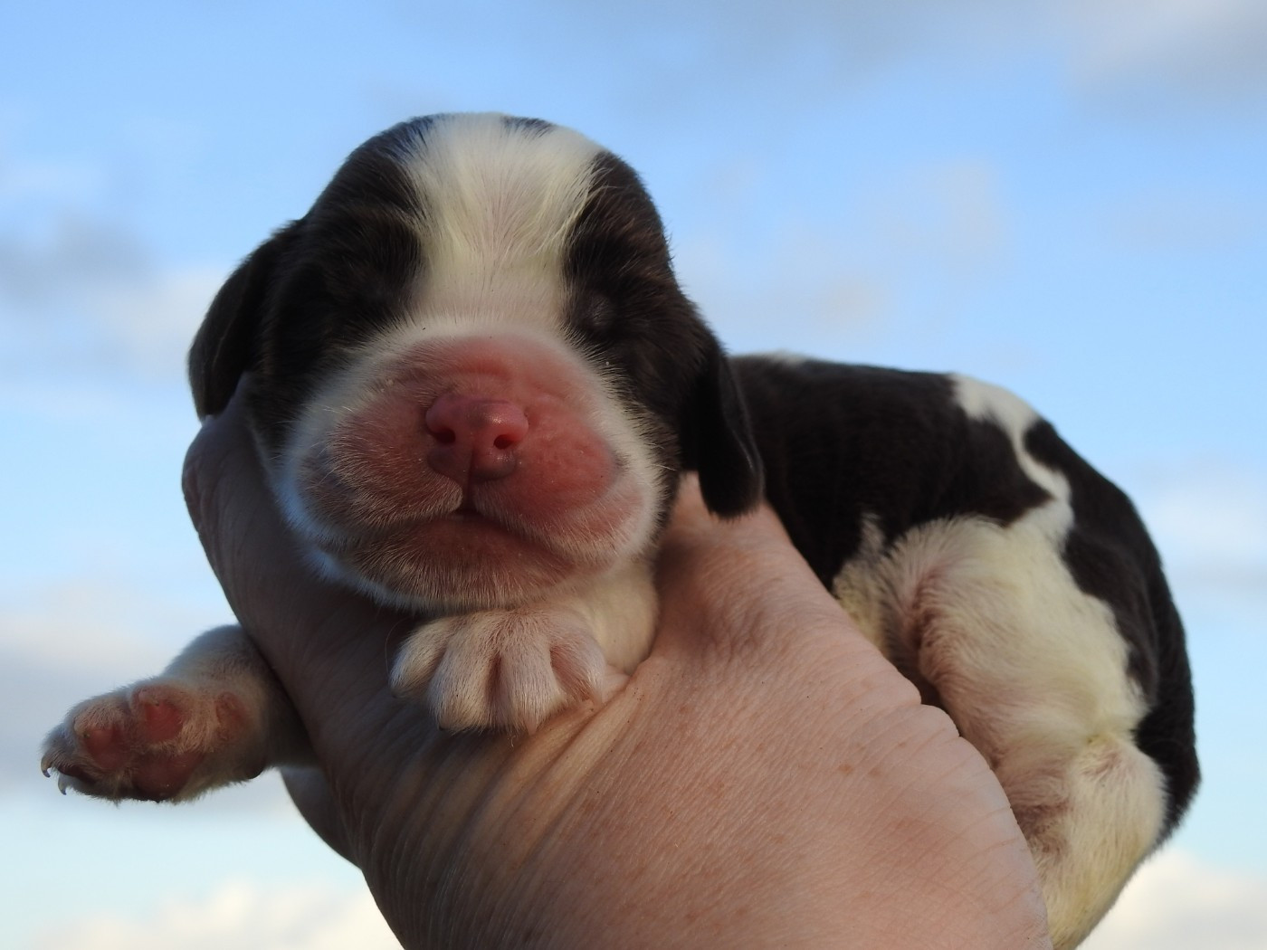 Du Clos De La Majesty - Chiots disponibles - Cocker Spaniel Anglais