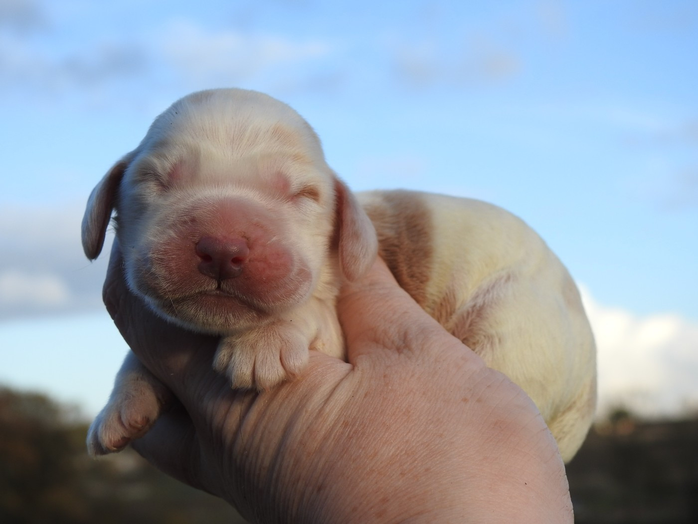 Du Clos De La Majesty - Chiots disponibles - Cocker Spaniel Anglais