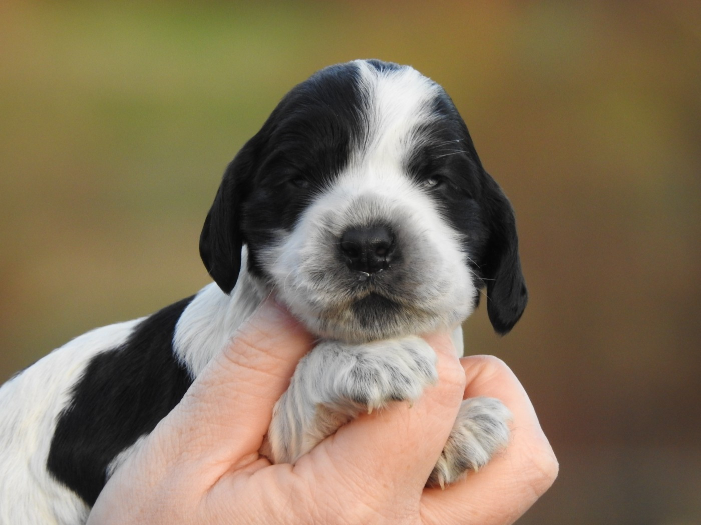 Du Clos De La Majesty - Chiots disponibles - Cocker Spaniel Anglais