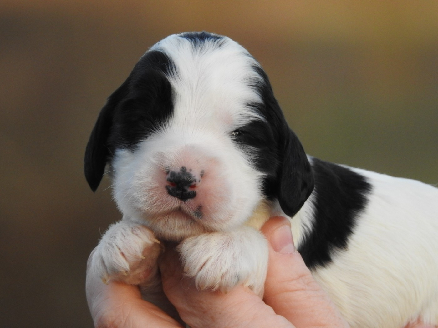 Du Clos De La Majesty - Chiots disponibles - Cocker Spaniel Anglais