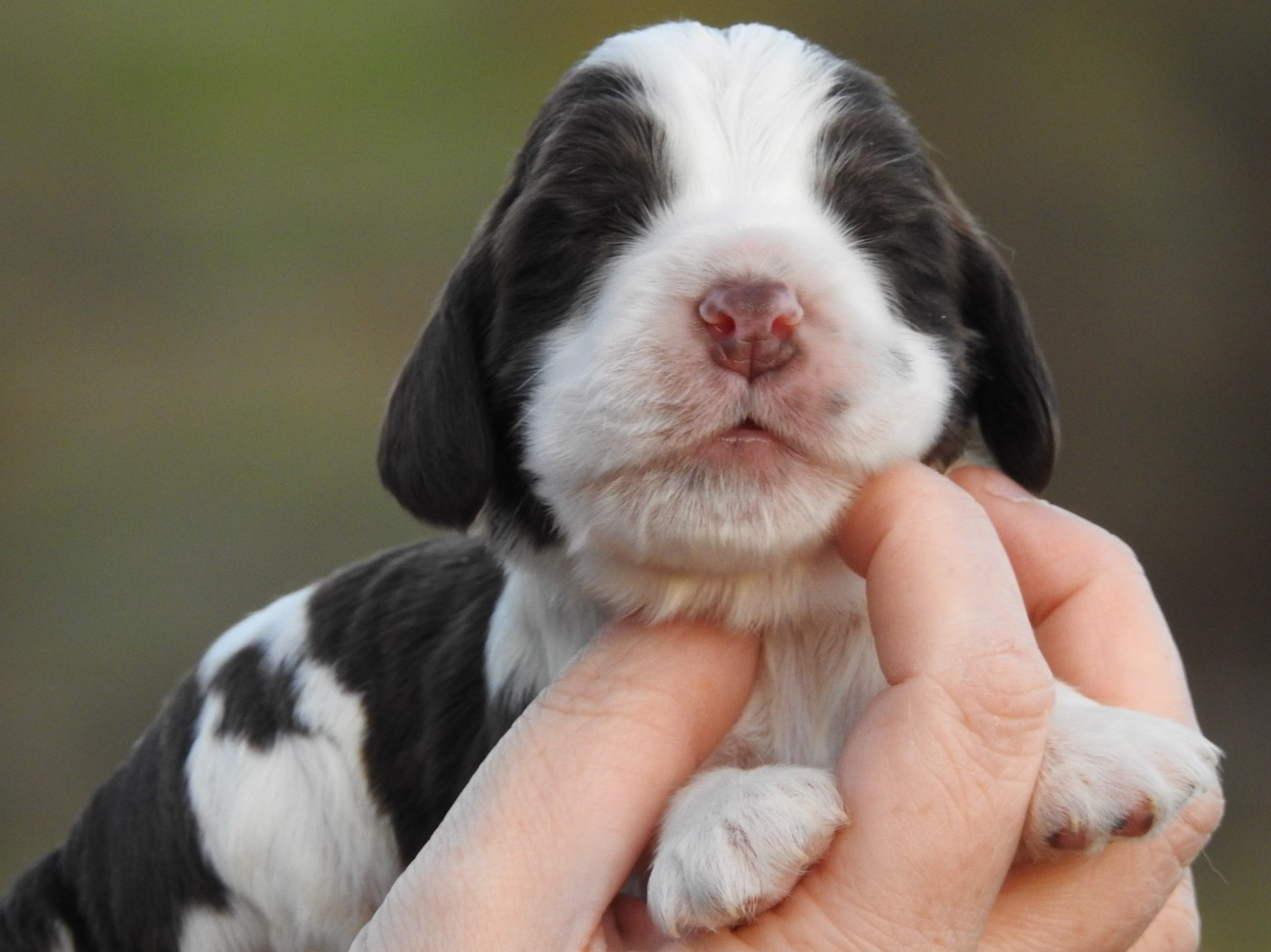 Du Clos De La Majesty - Chiots disponibles - Cocker Spaniel Anglais