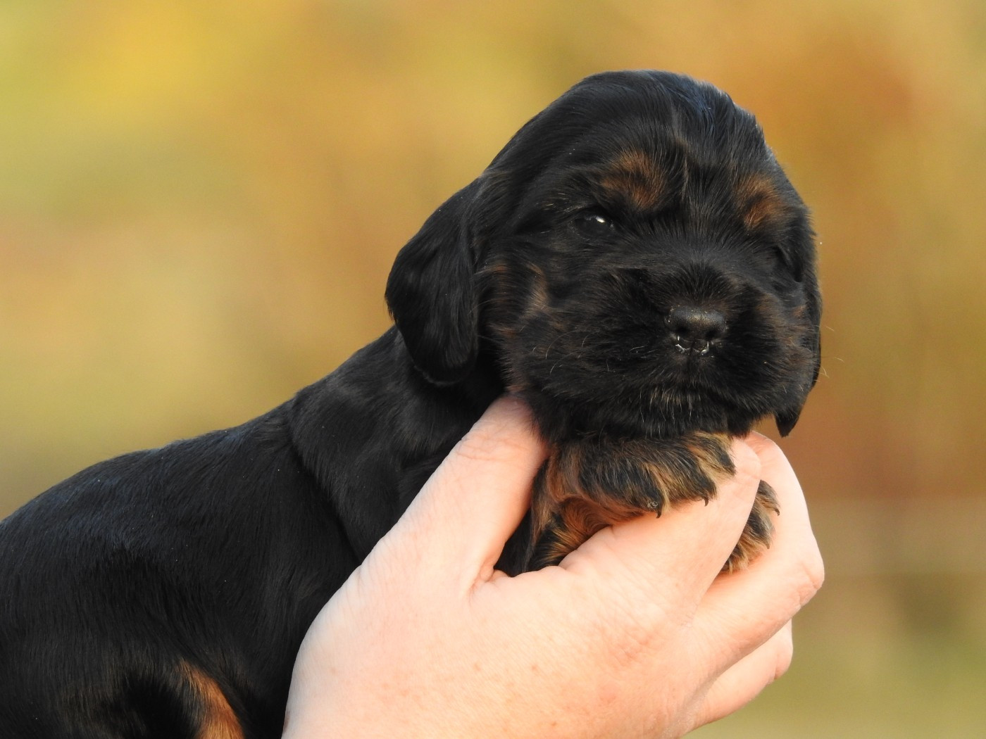 Du Clos De La Majesty - Chiots disponibles - Cocker Spaniel Anglais