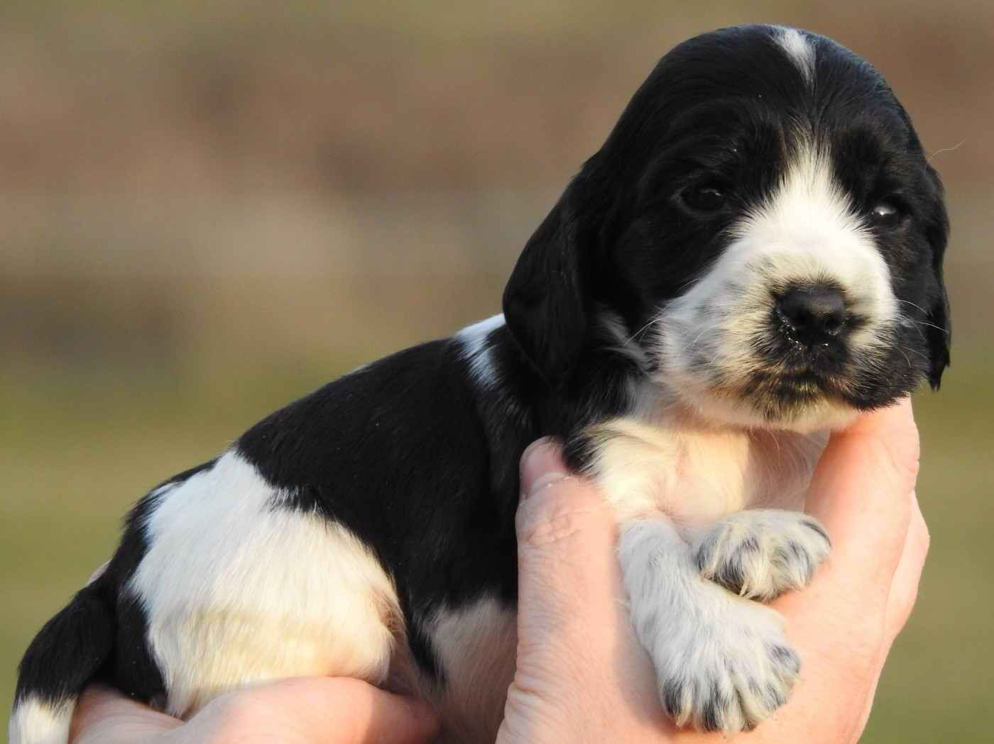 Du Clos De La Majesty - Chiots disponibles - Cocker Spaniel Anglais