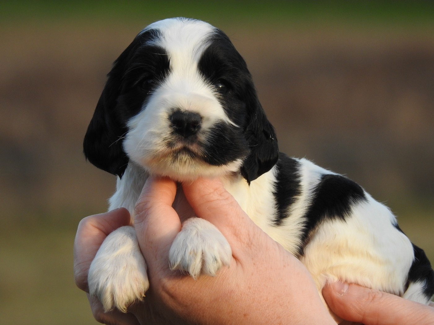 Du Clos De La Majesty - Chiots disponibles - Cocker Spaniel Anglais