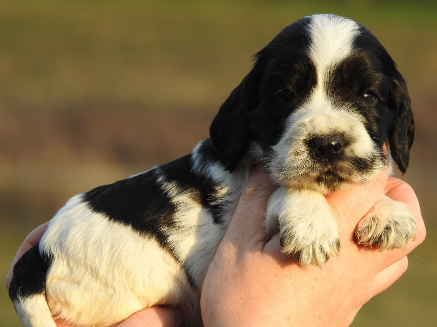 Du Clos De La Majesty - Chiots disponibles - Cocker Spaniel Anglais