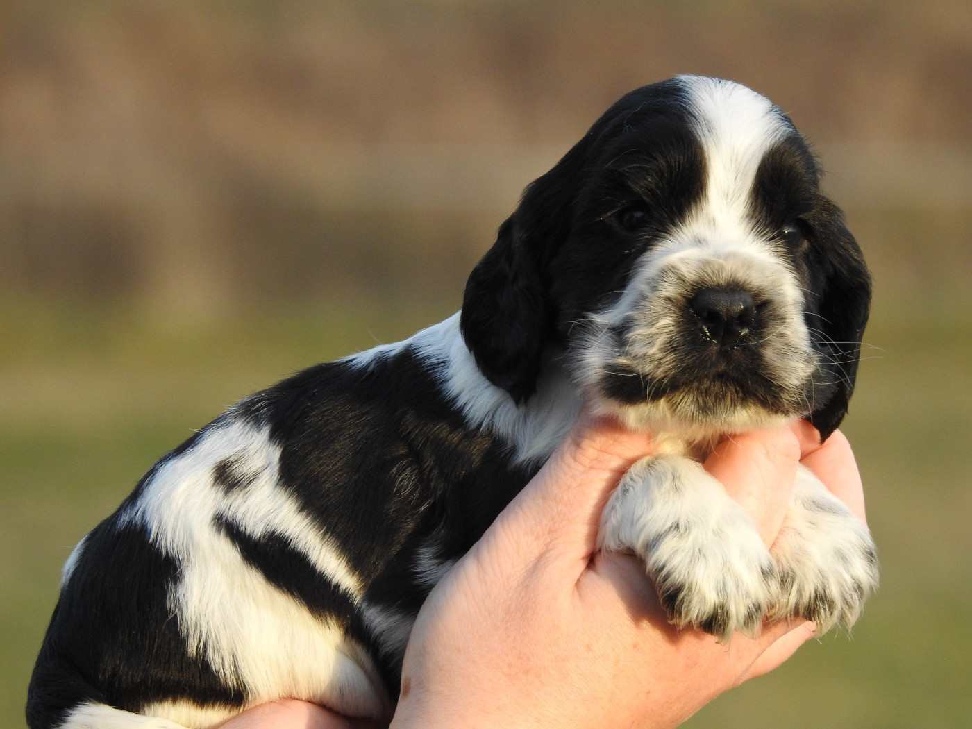 Du Clos De La Majesty - Chiots disponibles - Cocker Spaniel Anglais