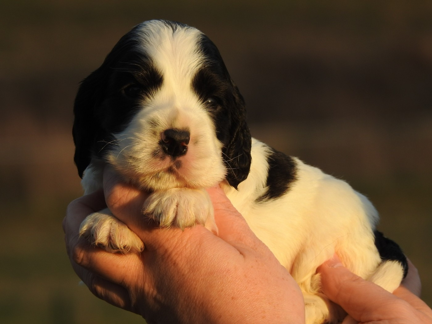 Du Clos De La Majesty - Chiots disponibles - Cocker Spaniel Anglais
