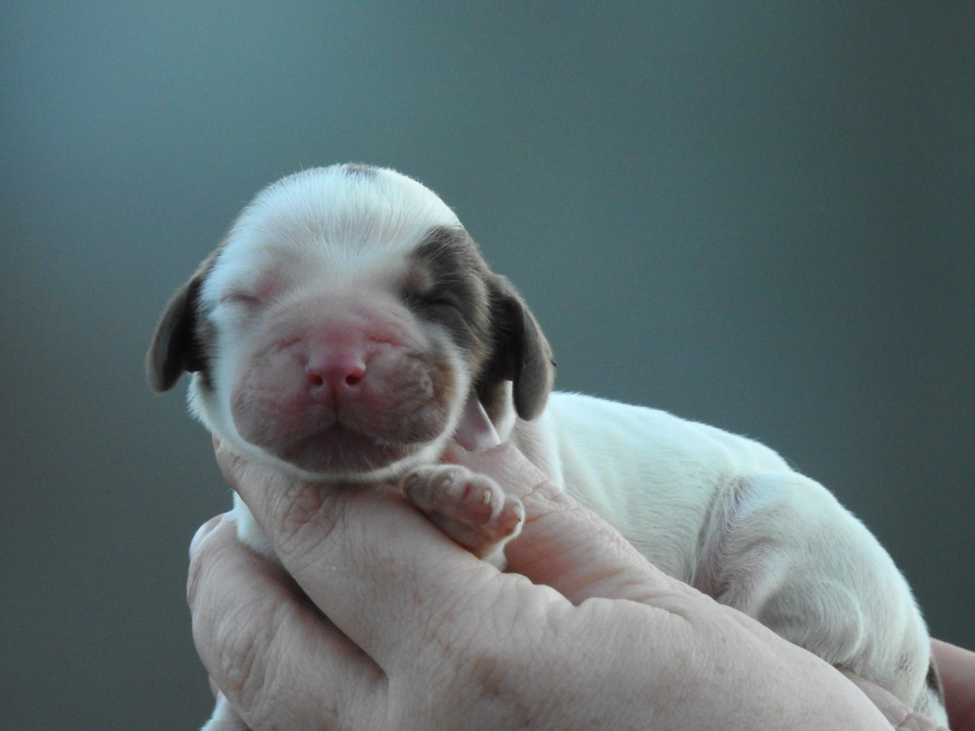 Du Clos De La Majesty - Chiots disponibles - Cocker Spaniel Anglais