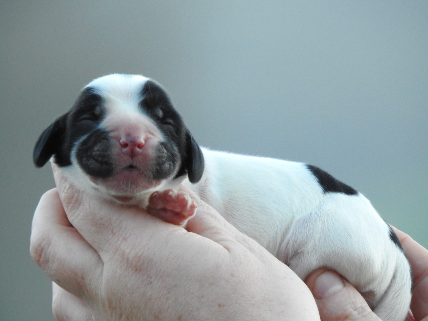 Du Clos De La Majesty - Chiots disponibles - Cocker Spaniel Anglais