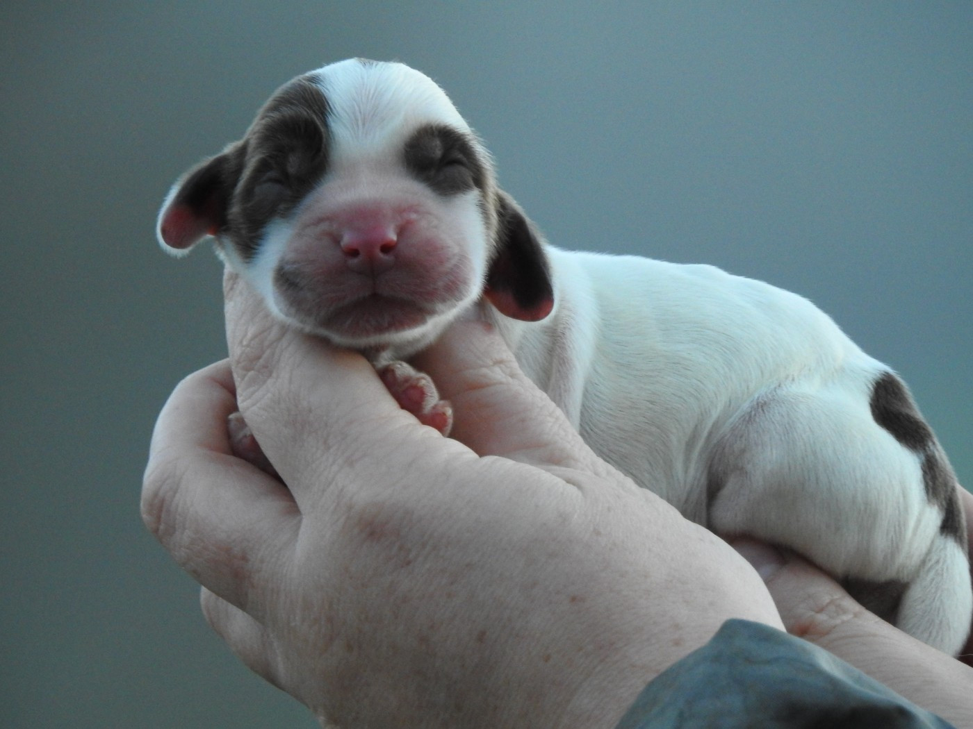 Du Clos De La Majesty - Chiots disponibles - Cocker Spaniel Anglais