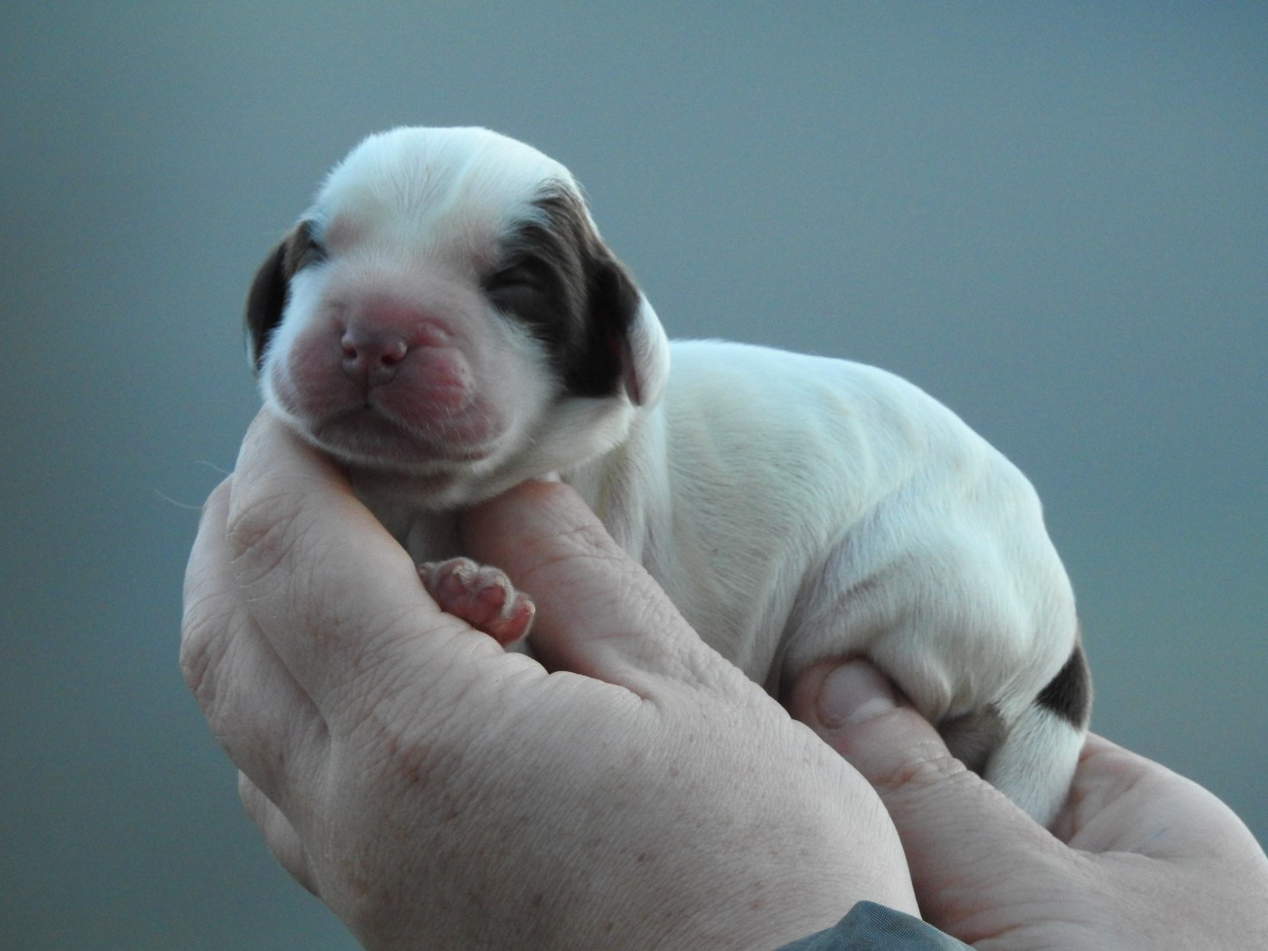 Du Clos De La Majesty - Chiots disponibles - Cocker Spaniel Anglais