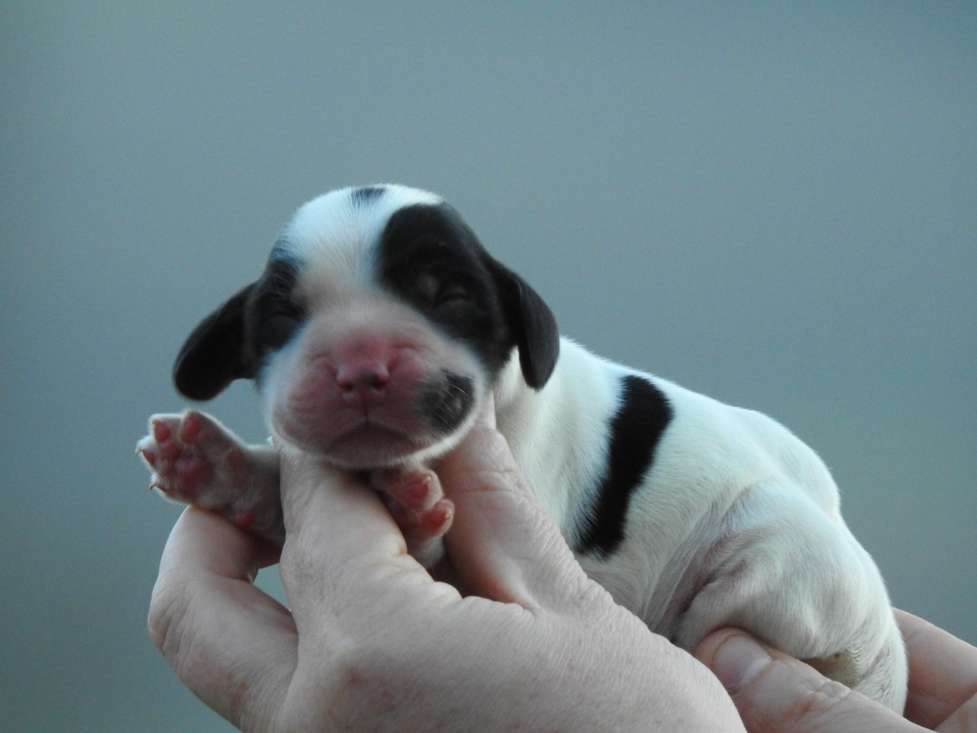 Du Clos De La Majesty - Chiots disponibles - Cocker Spaniel Anglais