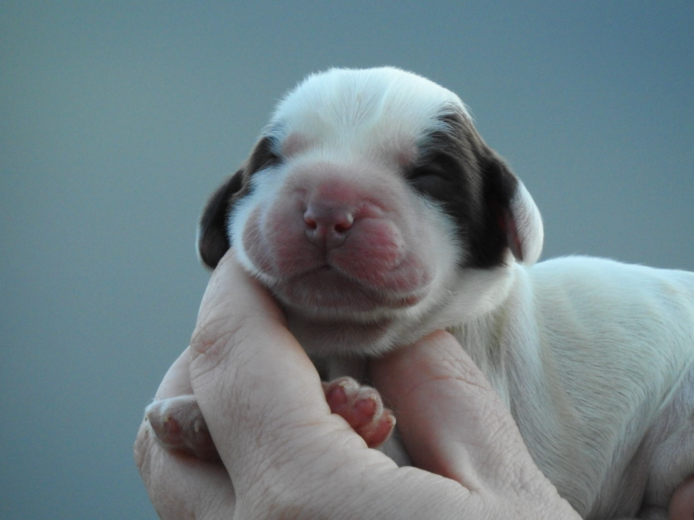 Chiot Cocker Spaniel Anglais Du Clos De La Majesty