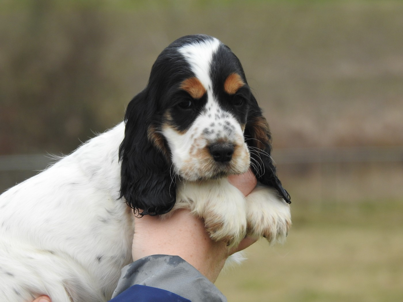 Du Clos De La Majesty - Chiots disponibles - Cocker Spaniel Anglais