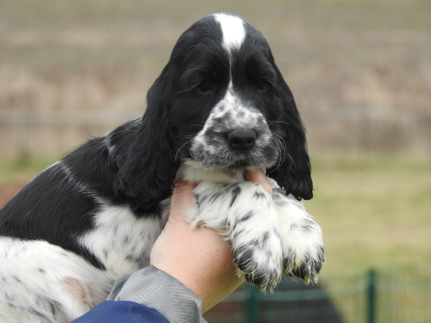 Du Clos De La Majesty - Chiots disponibles - Cocker Spaniel Anglais