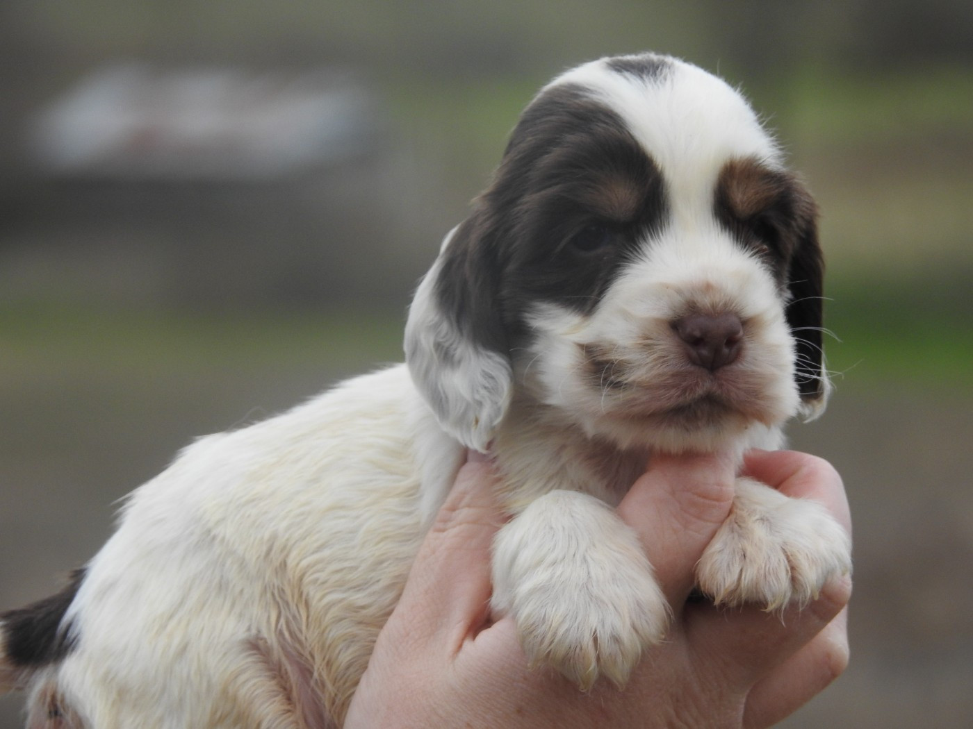 Du Clos De La Majesty - Chiots disponibles - Cocker Spaniel Anglais
