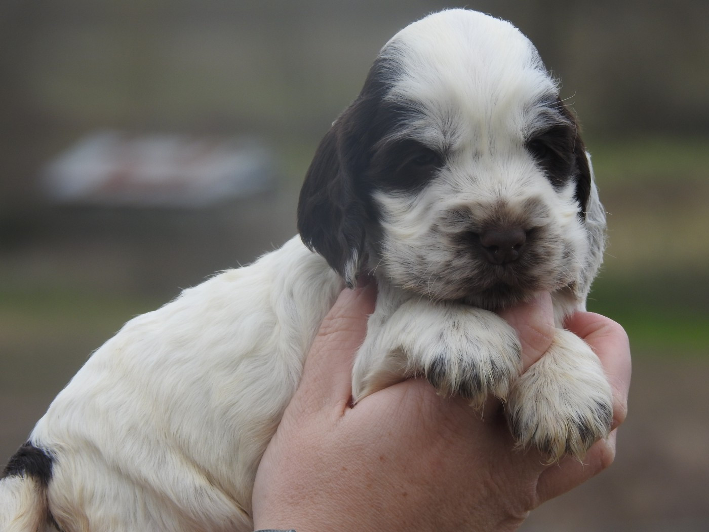 Du Clos De La Majesty - Chiots disponibles - Cocker Spaniel Anglais