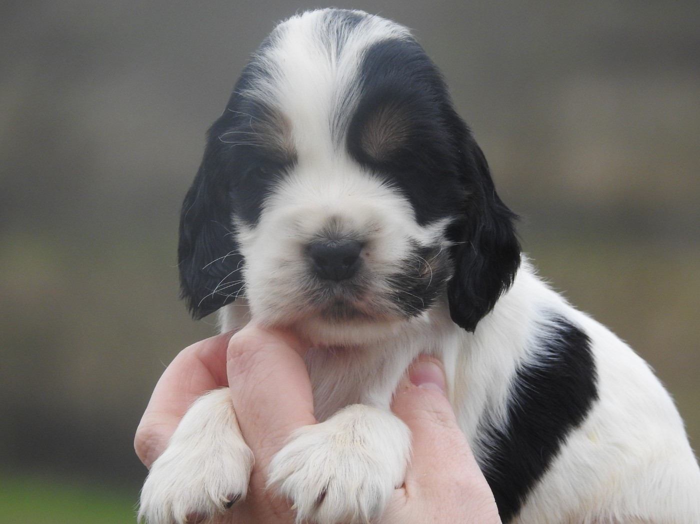 Du Clos De La Majesty - Chiots disponibles - Cocker Spaniel Anglais