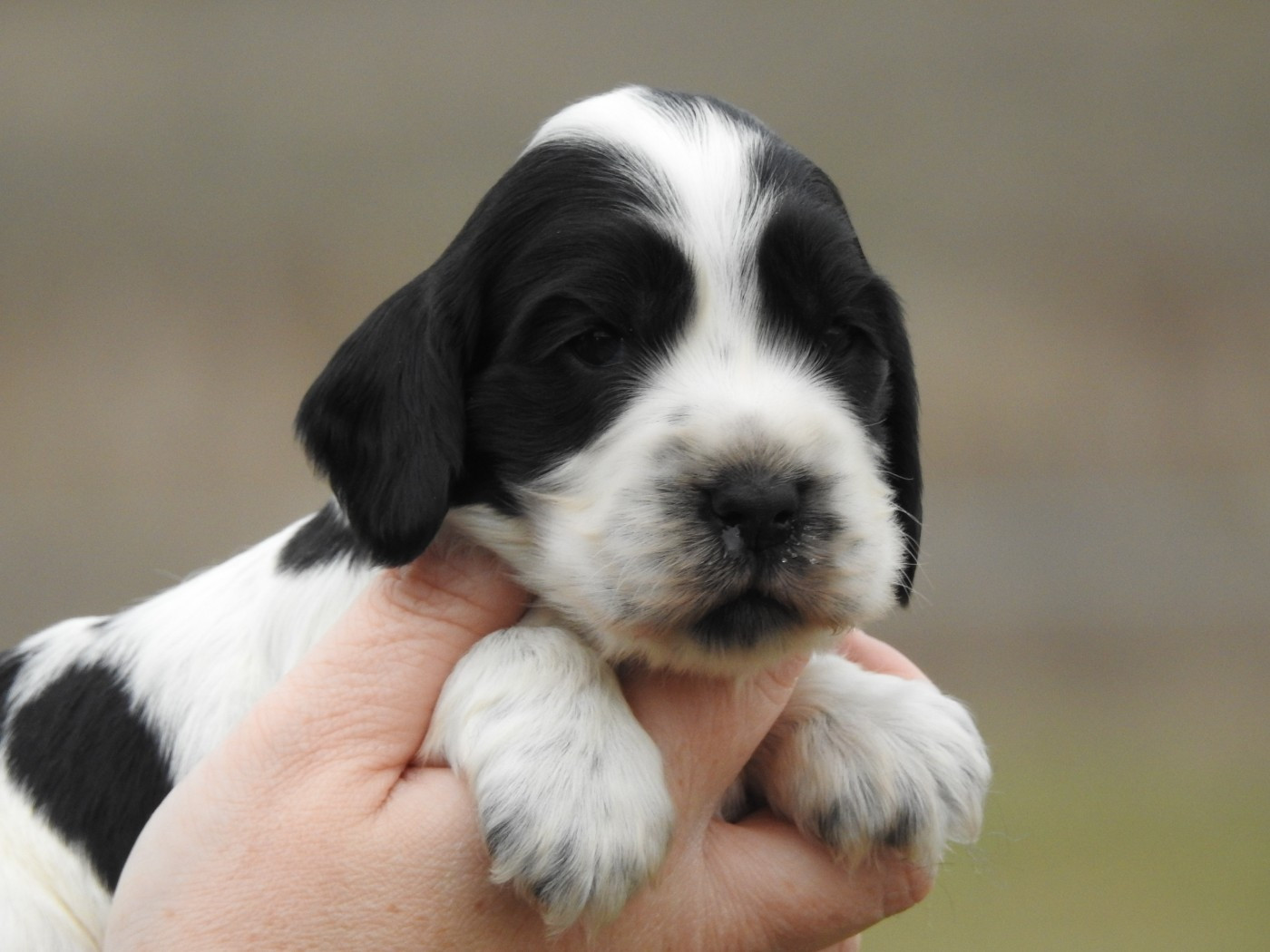 Du Clos De La Majesty - Chiots disponibles - Cocker Spaniel Anglais