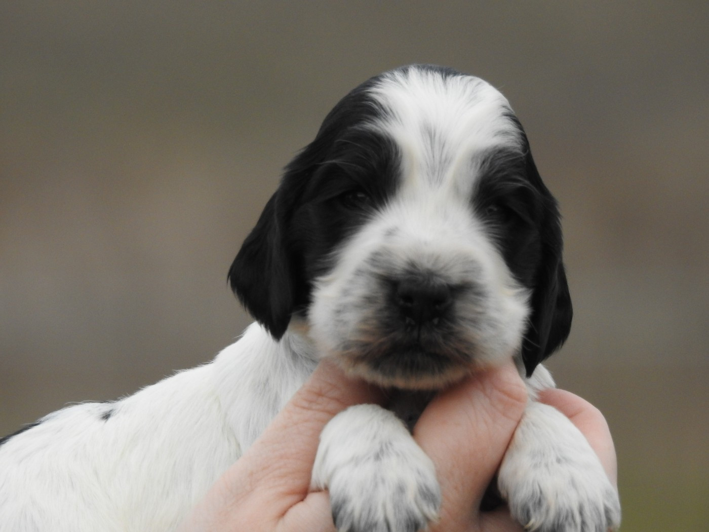 Du Clos De La Majesty - Chiots disponibles - Cocker Spaniel Anglais