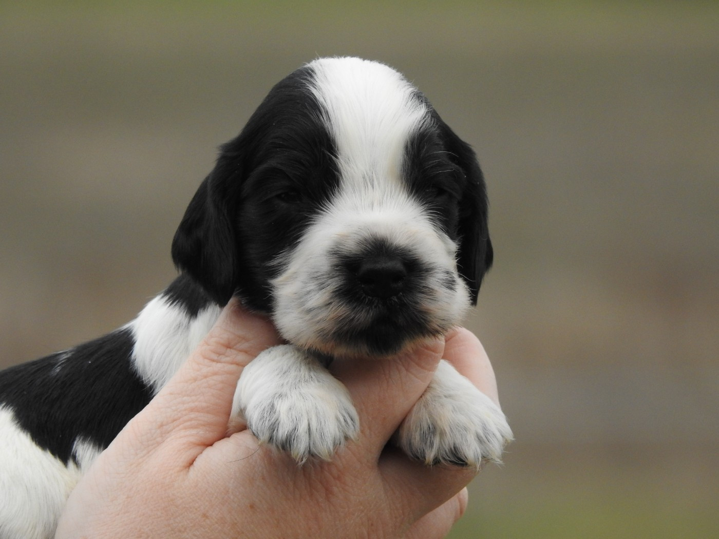 Du Clos De La Majesty - Chiots disponibles - Cocker Spaniel Anglais