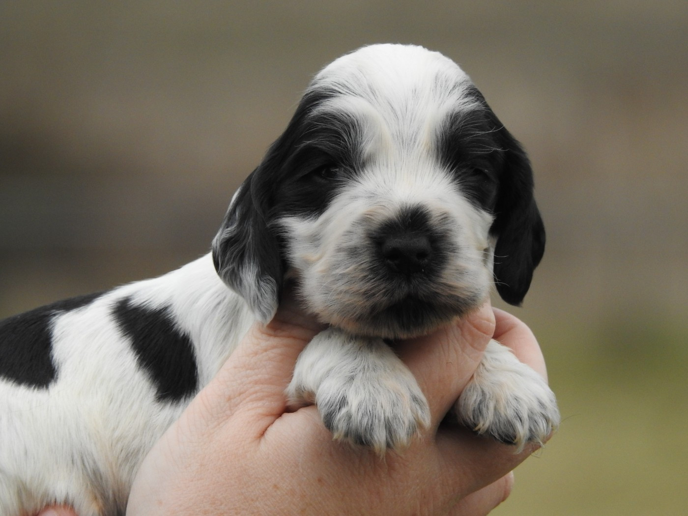 Du Clos De La Majesty - Chiots disponibles - Cocker Spaniel Anglais