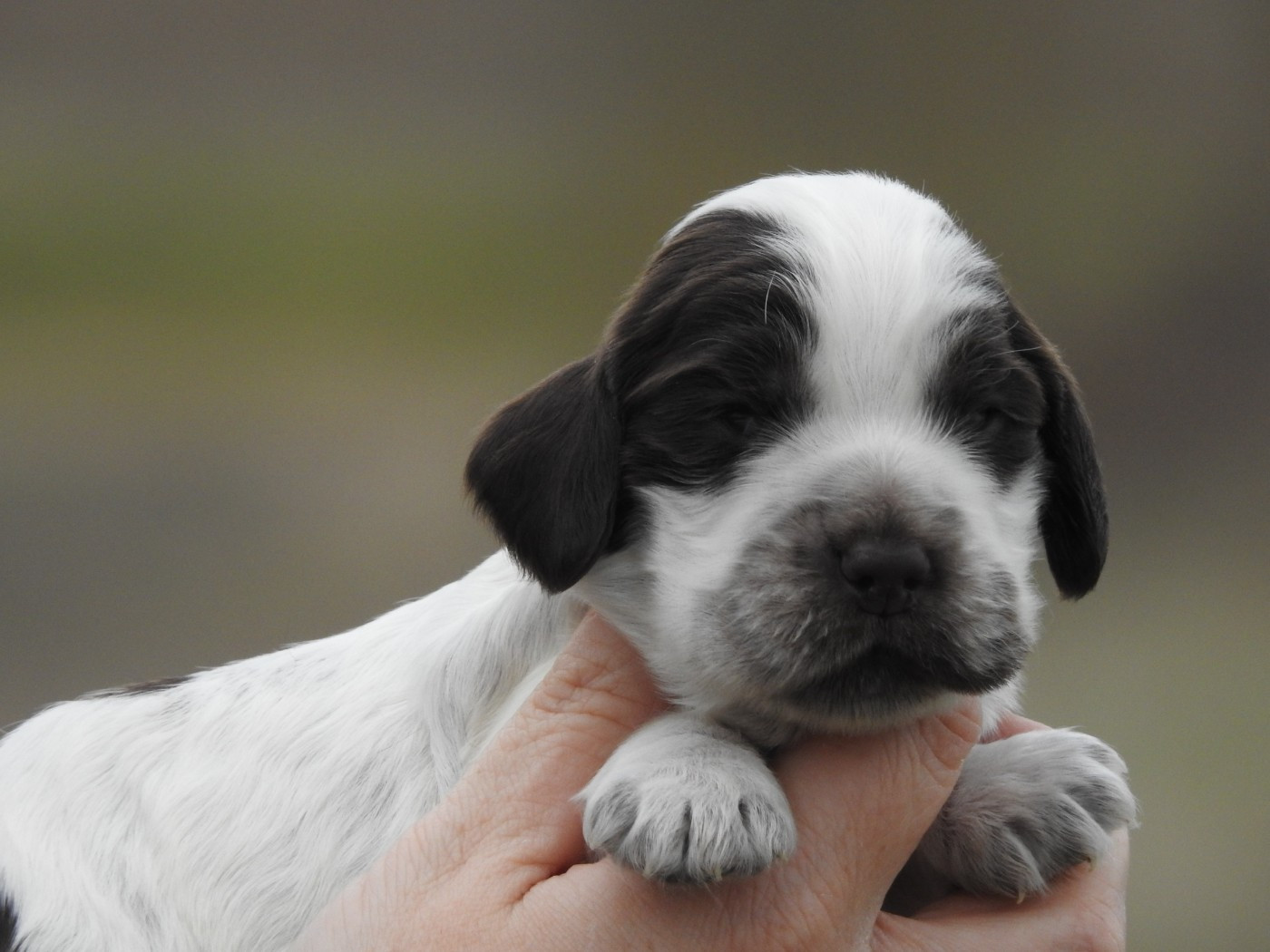 Du Clos De La Majesty - Chiots disponibles - Cocker Spaniel Anglais