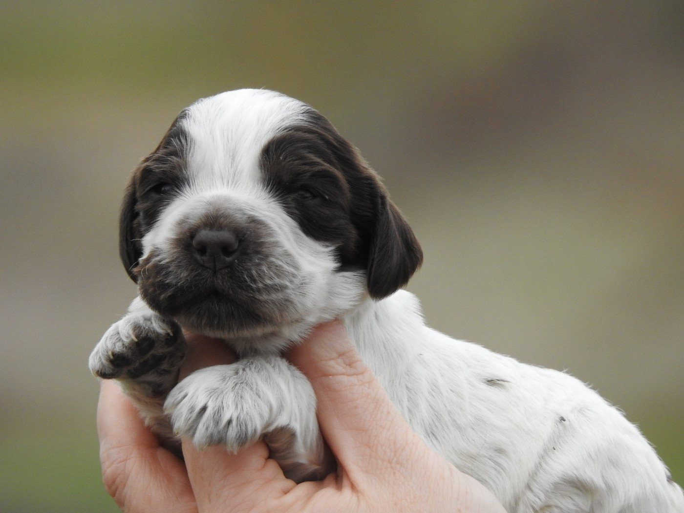 Du Clos De La Majesty - Chiots disponibles - Cocker Spaniel Anglais