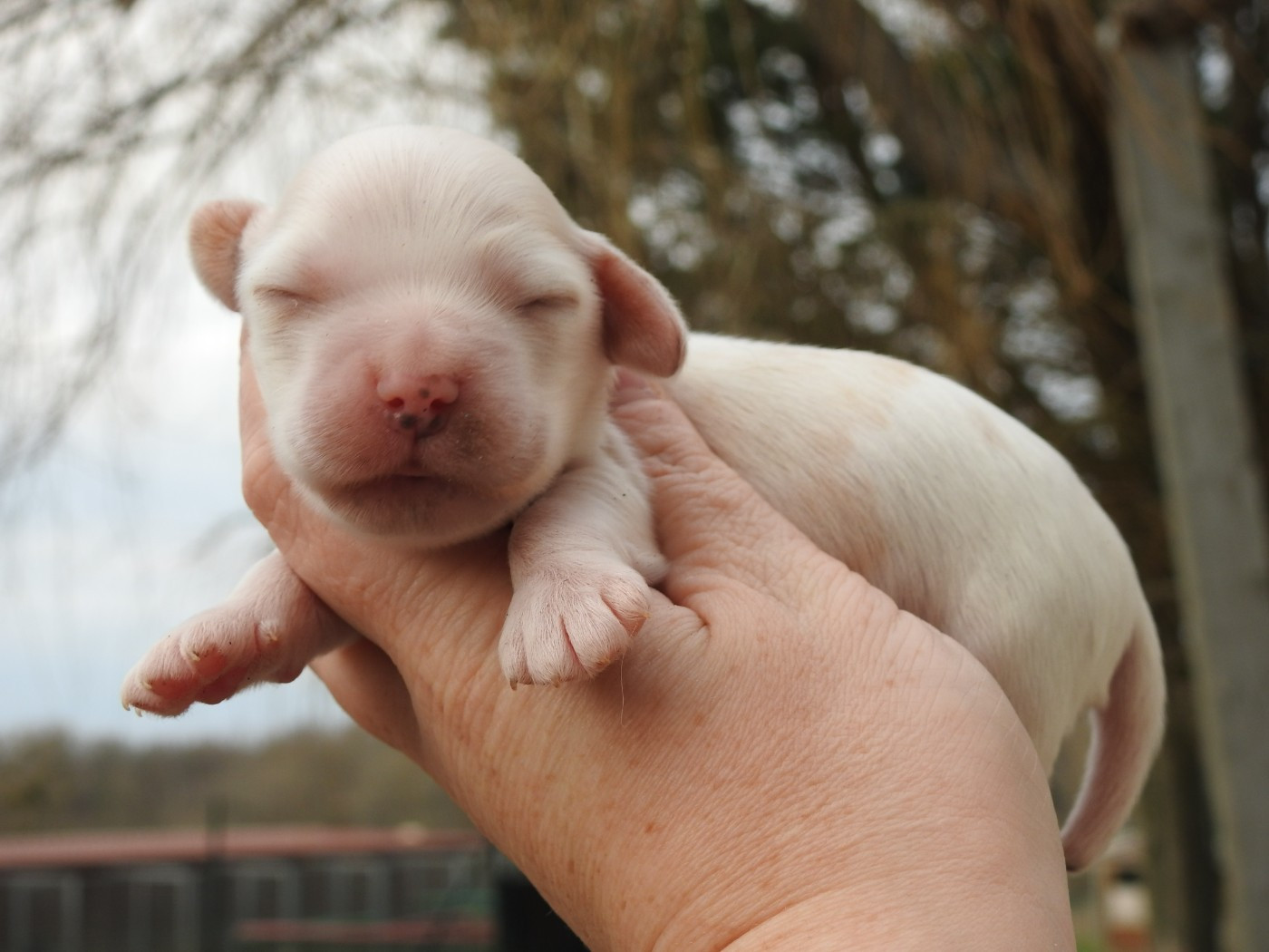 Du Clos De La Majesty - Chiots disponibles - Cocker Spaniel Anglais