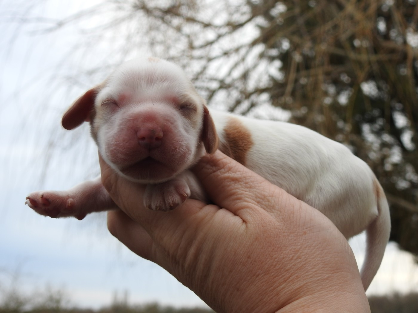 Du Clos De La Majesty - Chiots disponibles - Cocker Spaniel Anglais