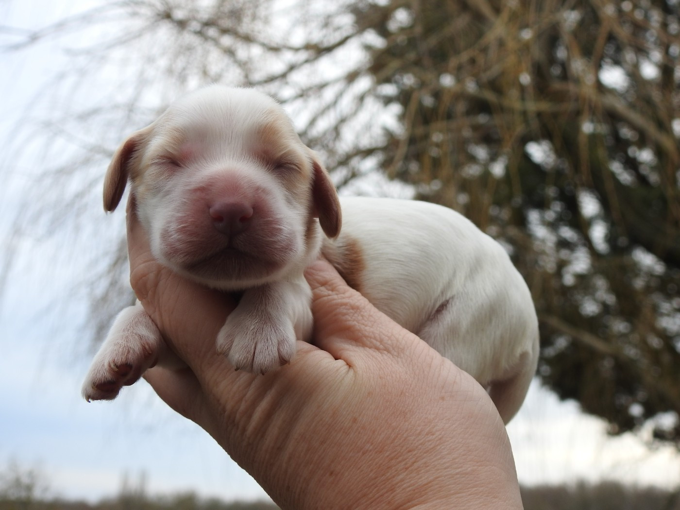 Du Clos De La Majesty - Chiots disponibles - Cocker Spaniel Anglais