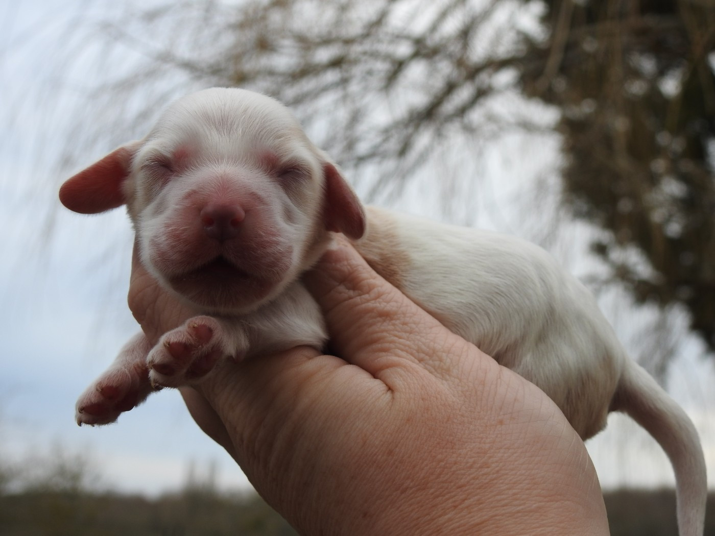Du Clos De La Majesty - Chiots disponibles - Cocker Spaniel Anglais