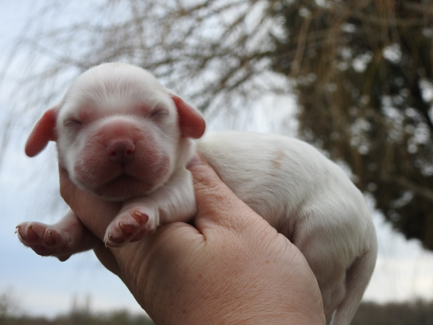 Du Clos De La Majesty - Chiots disponibles - Cocker Spaniel Anglais