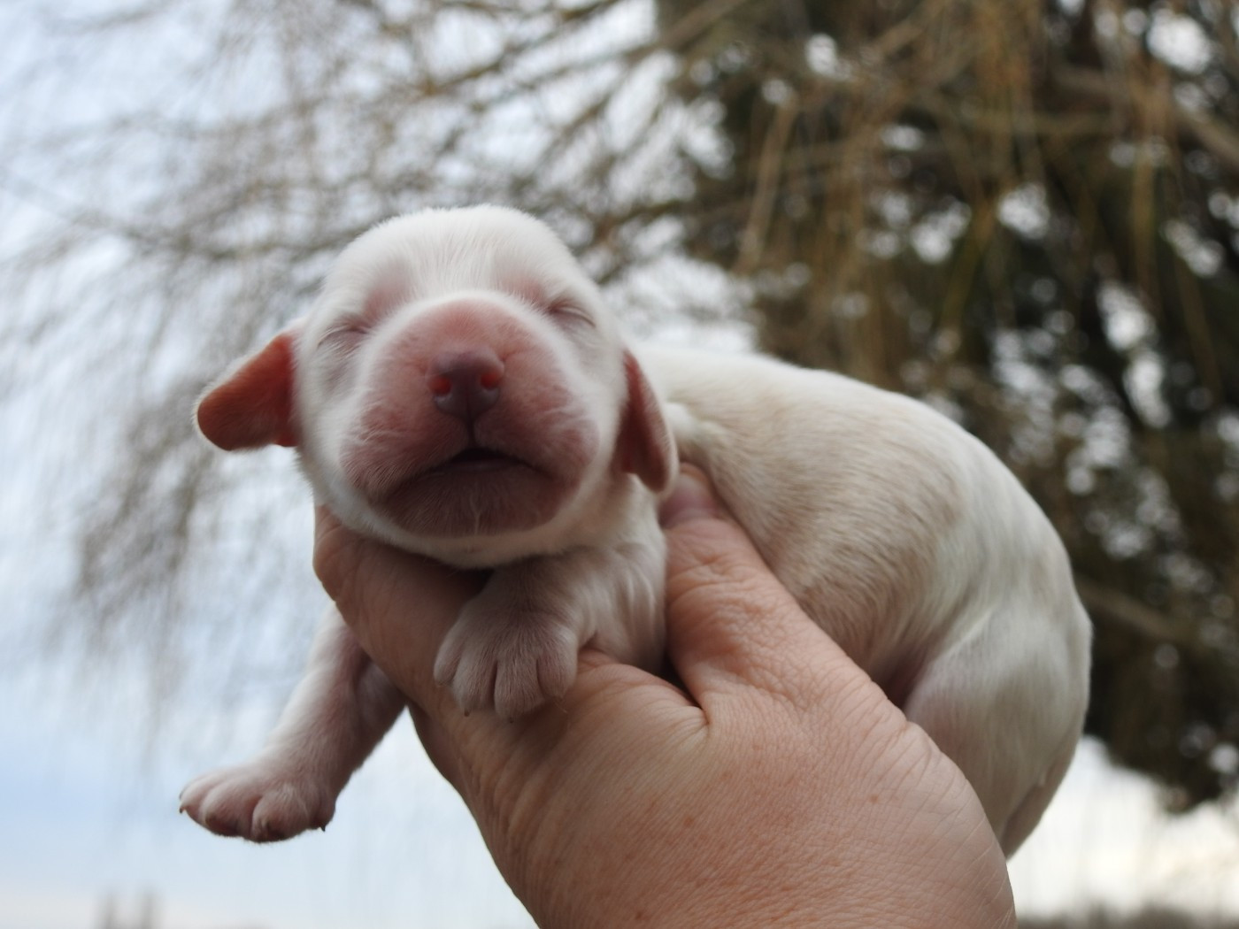 Du Clos De La Majesty - Chiots disponibles - Cocker Spaniel Anglais