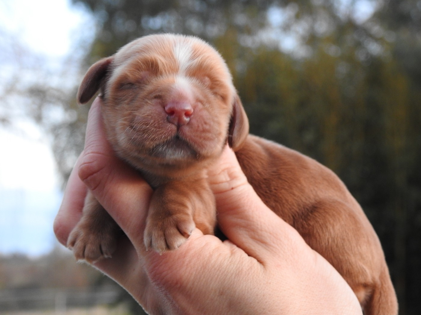 Du Clos De La Majesty - Chiots disponibles - Cocker Spaniel Anglais