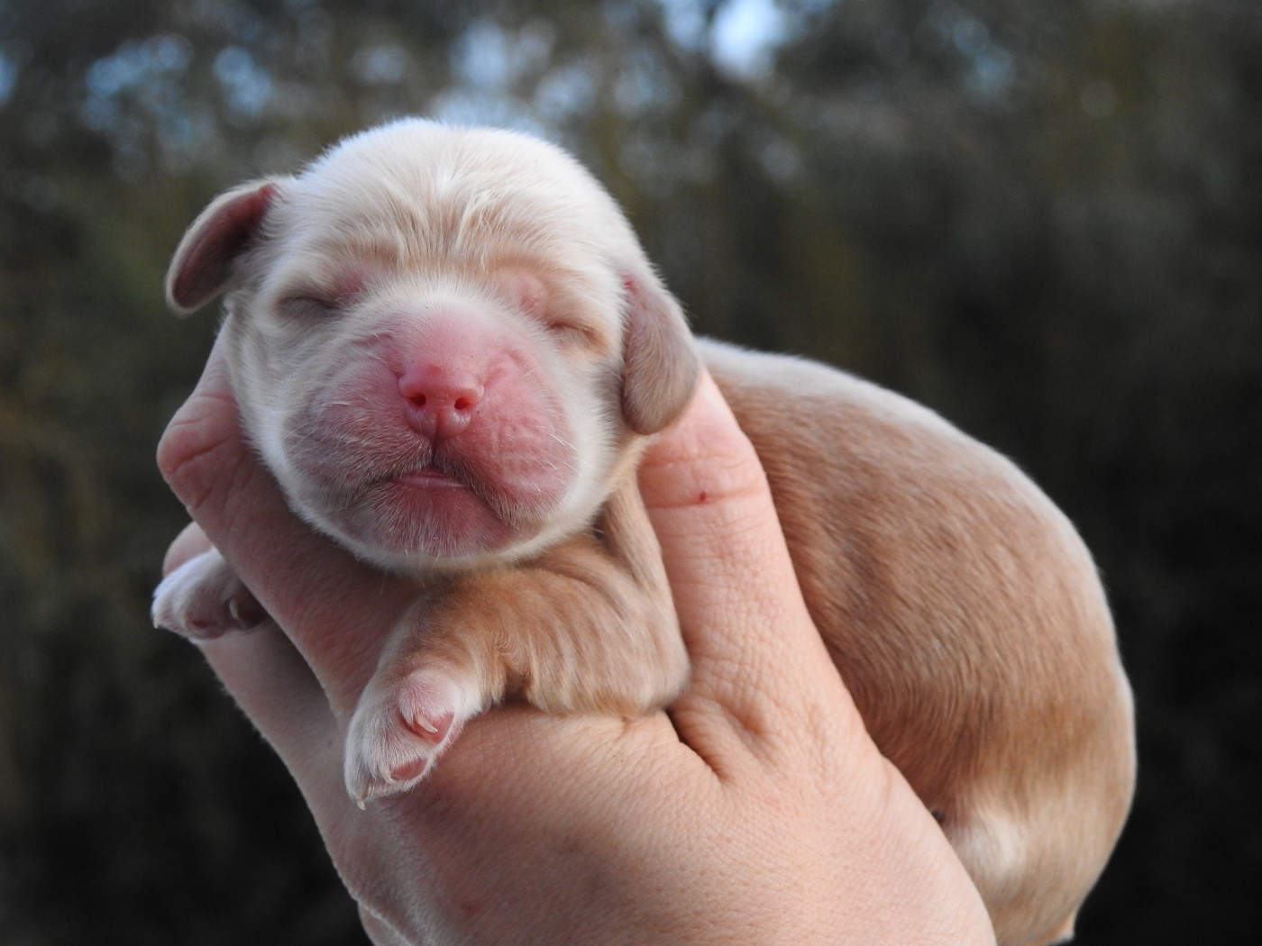 Du Clos De La Majesty - Chiots disponibles - Cocker Spaniel Anglais