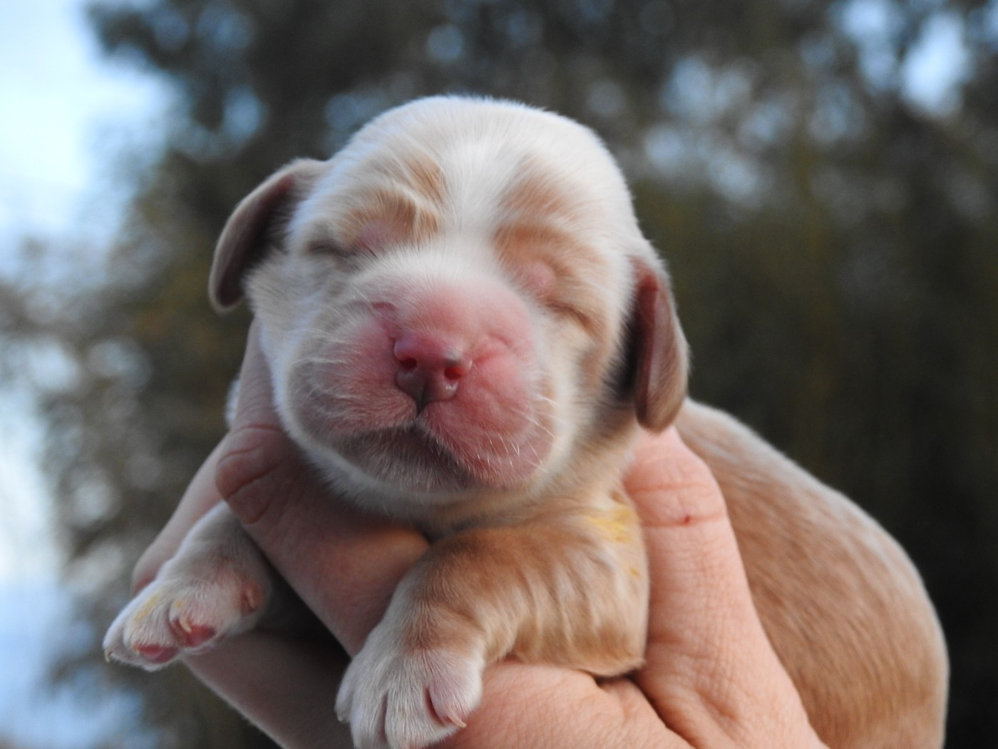 Du Clos De La Majesty - Chiots disponibles - Cocker Spaniel Anglais