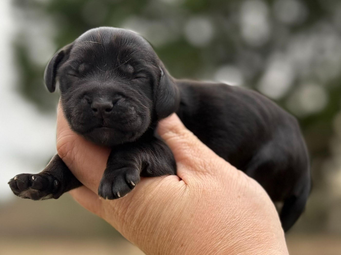 Du Clos De La Majesty - Chiots disponibles - Cocker Spaniel Anglais